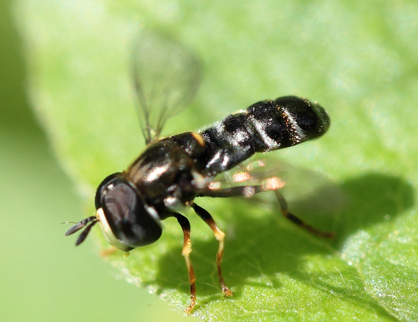 Paragus cf pecchiolii (majoranae) ♂ (Syrphidae)
